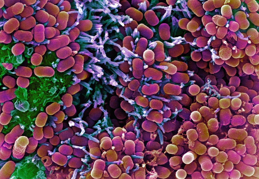 e coli coloring pages - photo #46