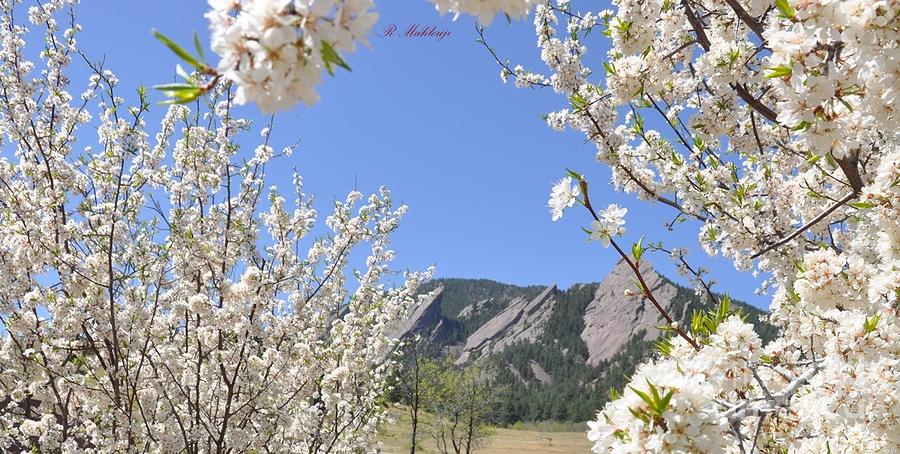Boulder Spring