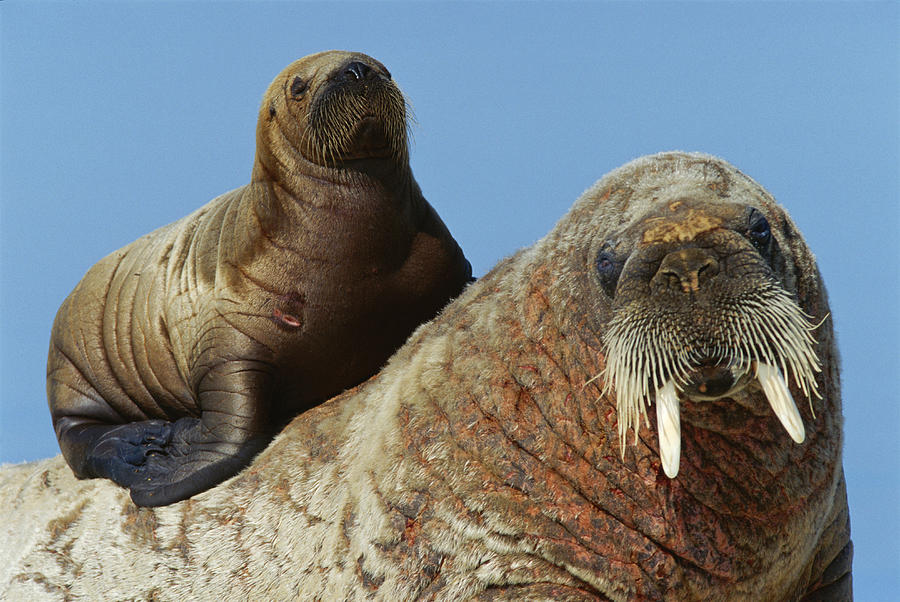 willie walrus