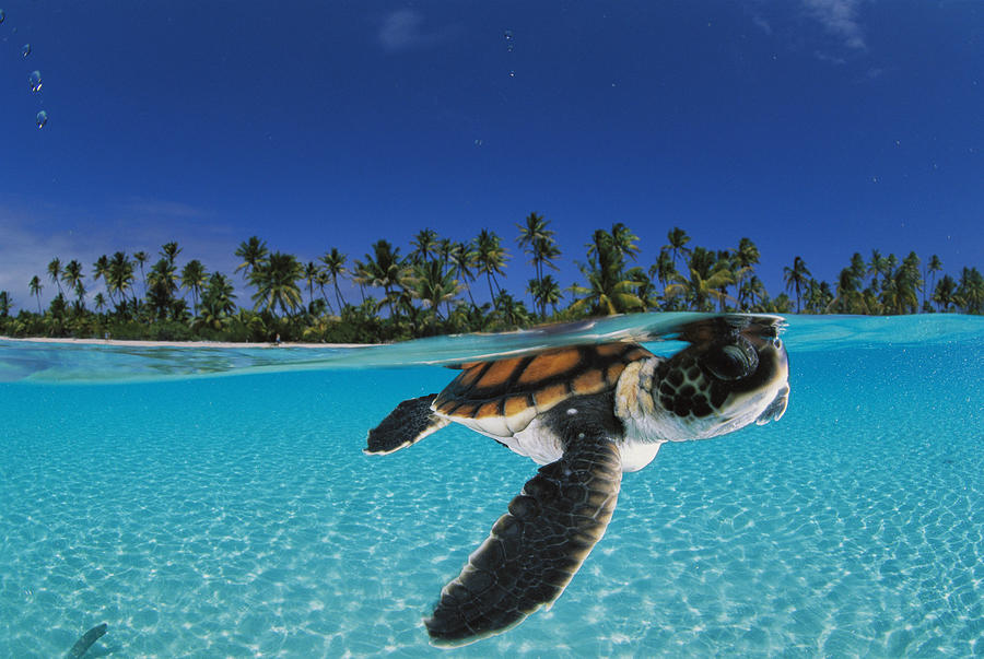 a-baby-green-sea-turtle-swimming-by-david-doubilet