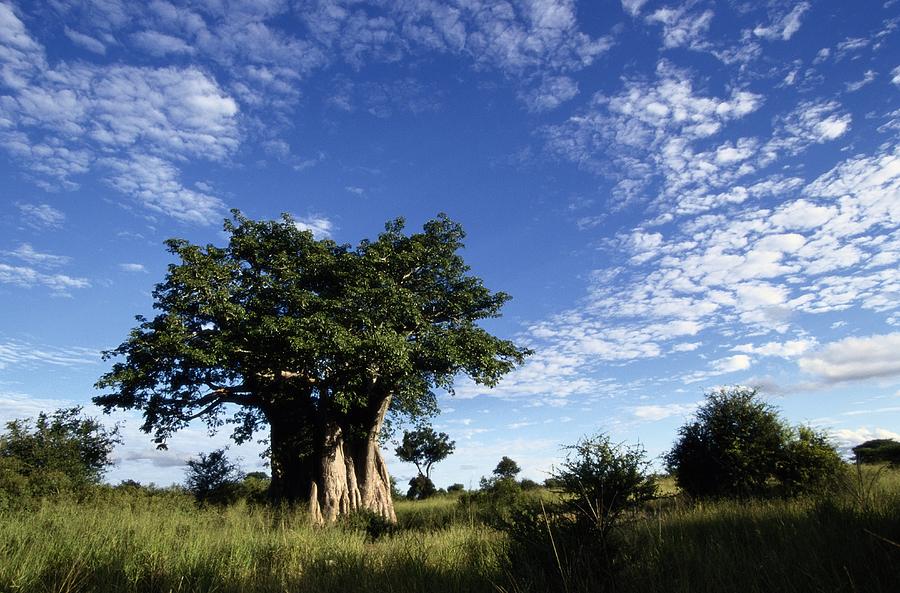 A Baobab Tree On The Savanna Of Kruger Photograph by Tim Laman