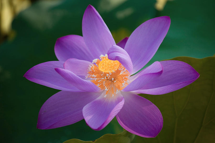 Lotus Purple