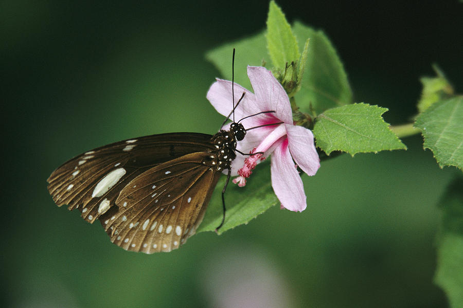 Butterfly Eating Nectar