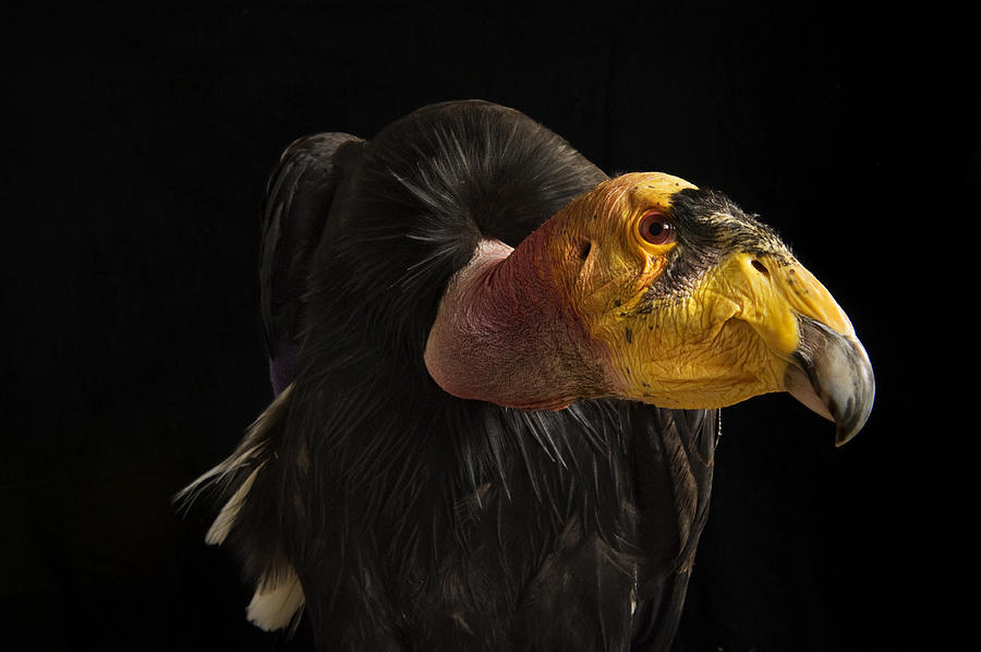 California Condor Endangered