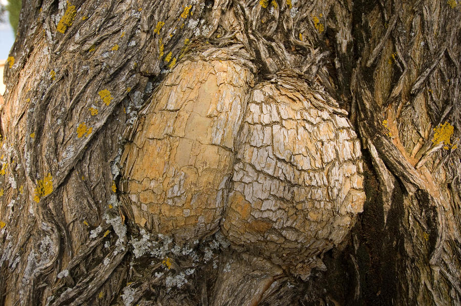 A Closeup Of A Knot In A Tree Trunk by Joel Sartore