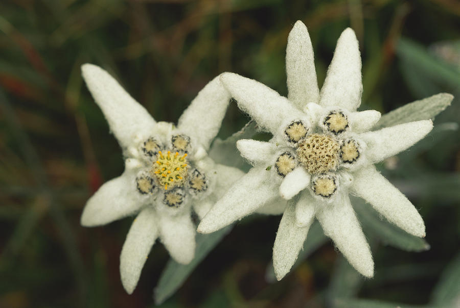 Close View Of An Edelweiss Flower Photograph