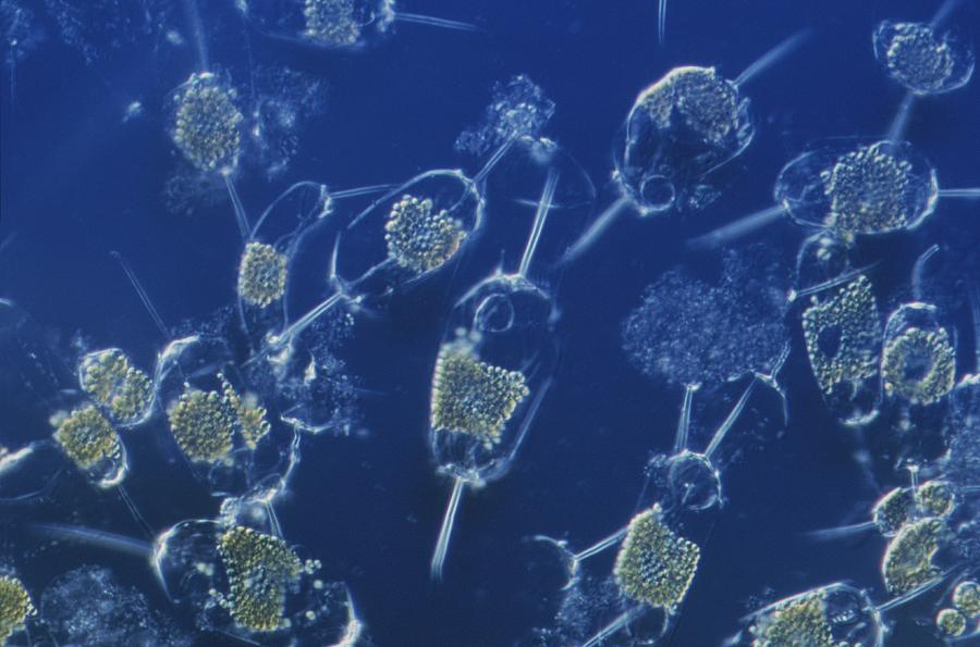 Phytoplankton  Fox, Tyler4thper