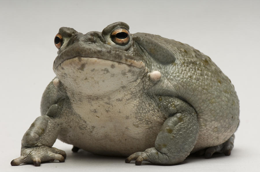 A large green and brown toad with large, round, yellow eyes is sitting on a white surface.
