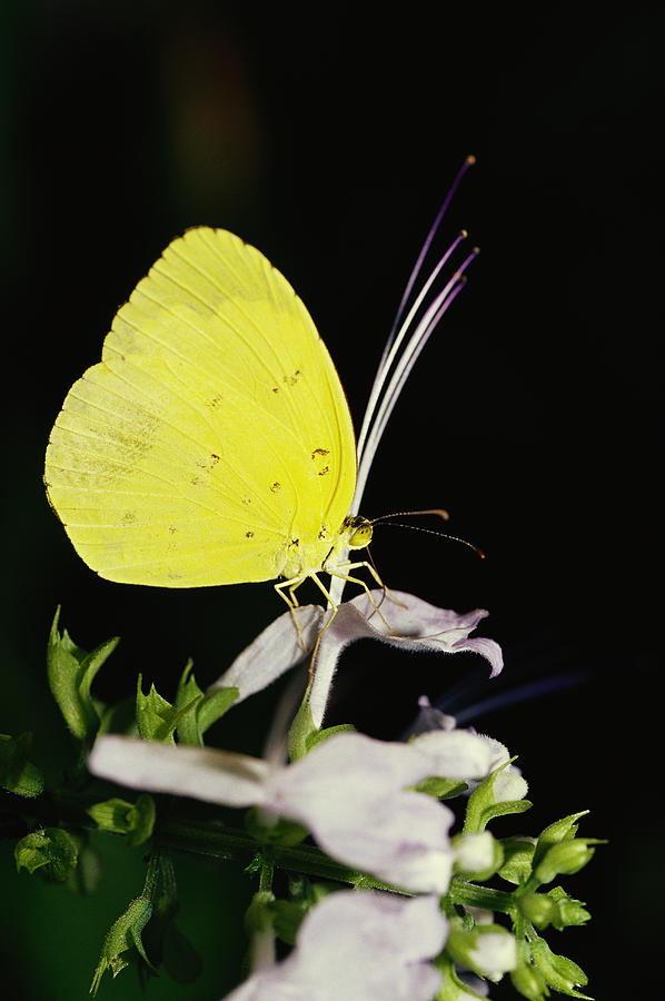 Common Yellow Butterfly