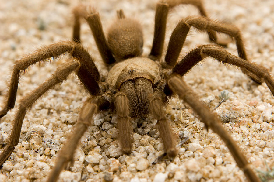 A Desert Tarantula In Anza Borrego Photograph By Tim Laman