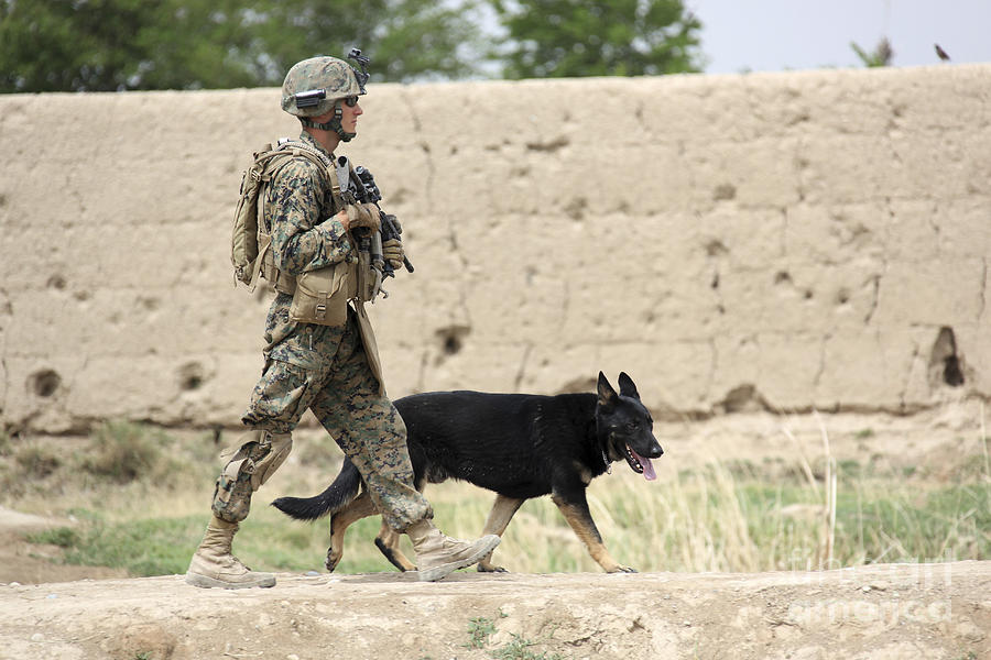 Marine Dog Handler