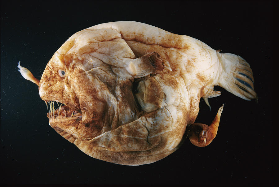 http://images.fineartamerica.com/images-medium-large/a-female-anglerfish-with-a-male-darlyne-a-murawski.jpg