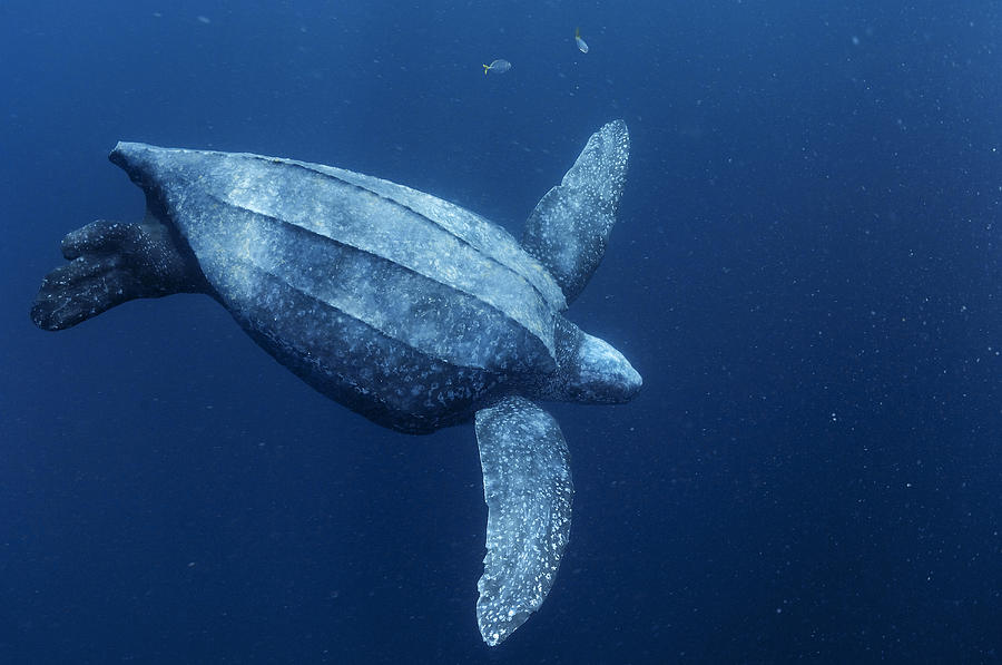 A Female Leatherback Turtle Dives Photograph by Brian J. Skerry