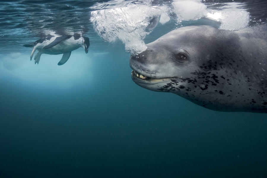 a-female-leopard-seal-brings-her-catch-paul-nicklen.jpg