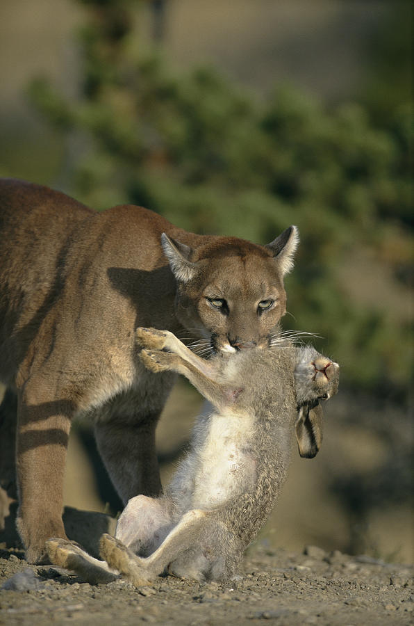 A Female Mountain Lion Photograph by Norbert Rosing