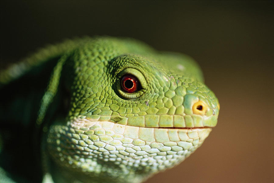 fijian banded iguanas