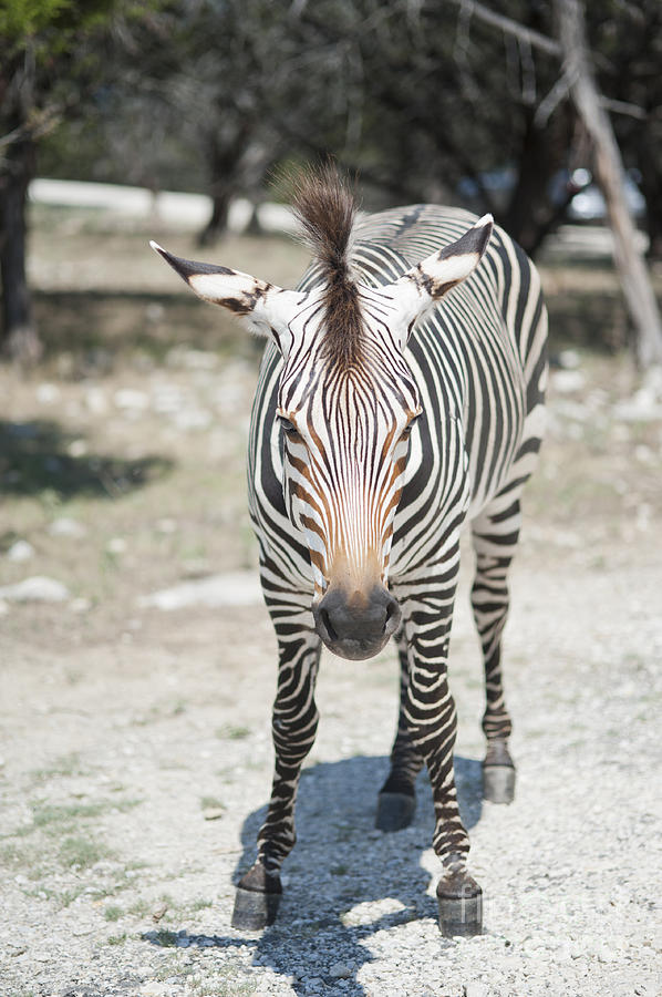  - a-focused-zebra-stacey-callaway