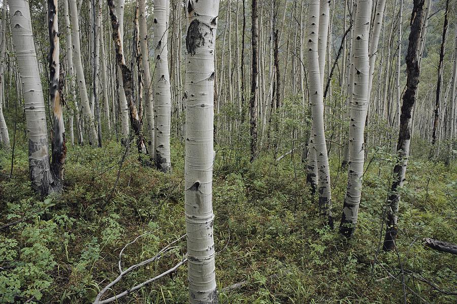 Images Birch Trees