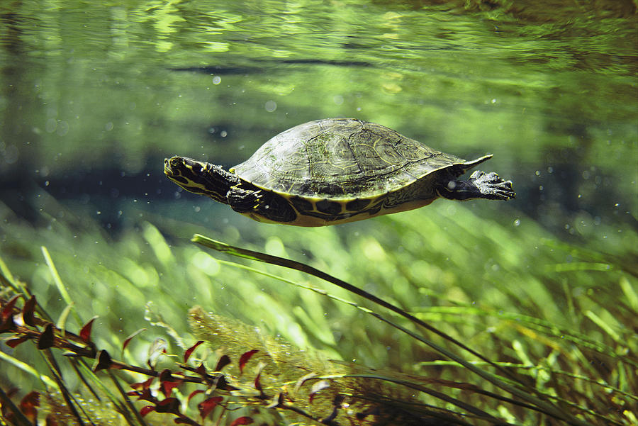 http://images.fineartamerica.com/images-medium-large/a-freshwater-turtle-swimming-underwater-bill-curtsinger.jpg