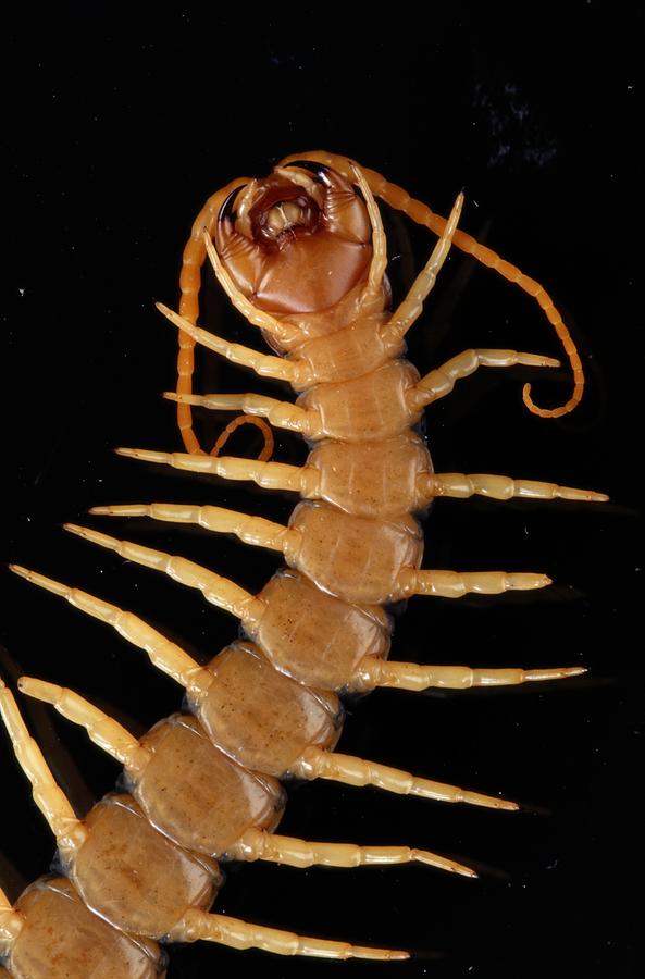 A Giant Desert Centipede Scolopendra Photograph by Grall
