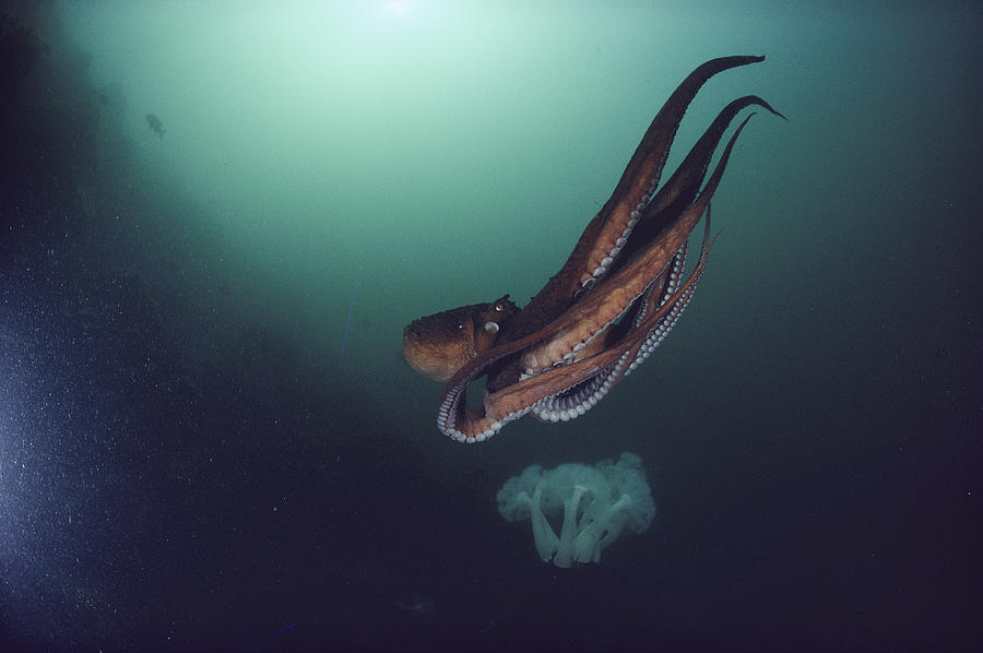 really big odell octopus