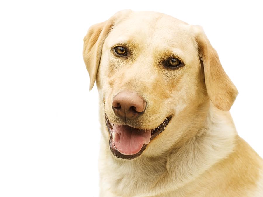 A Golden Labrador Photograph by Chris Knorr