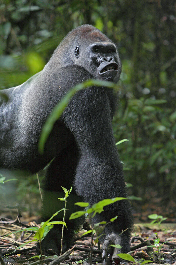 a gorilla