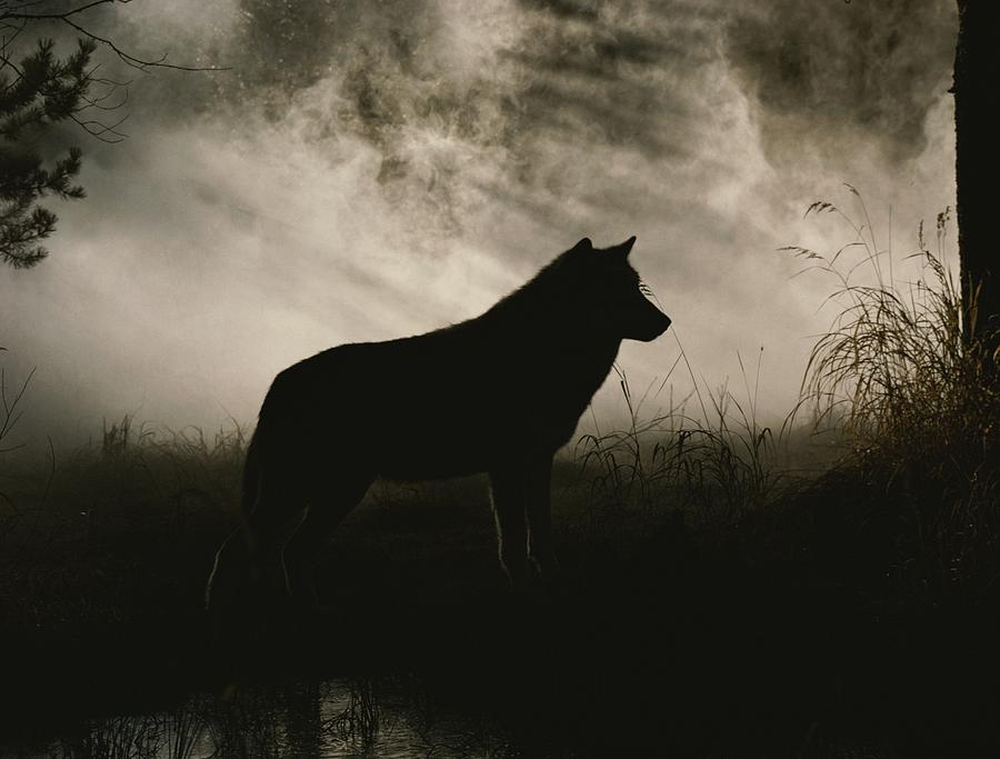 A Gray Wolf Canis Lupus In Silhouette By Jim And Jamie Dutcher 7824