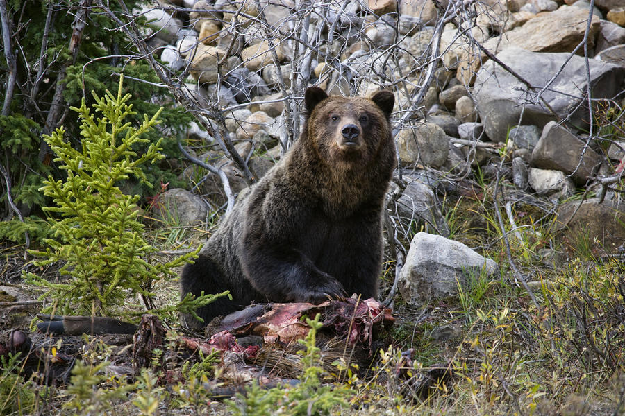 A Grizzly