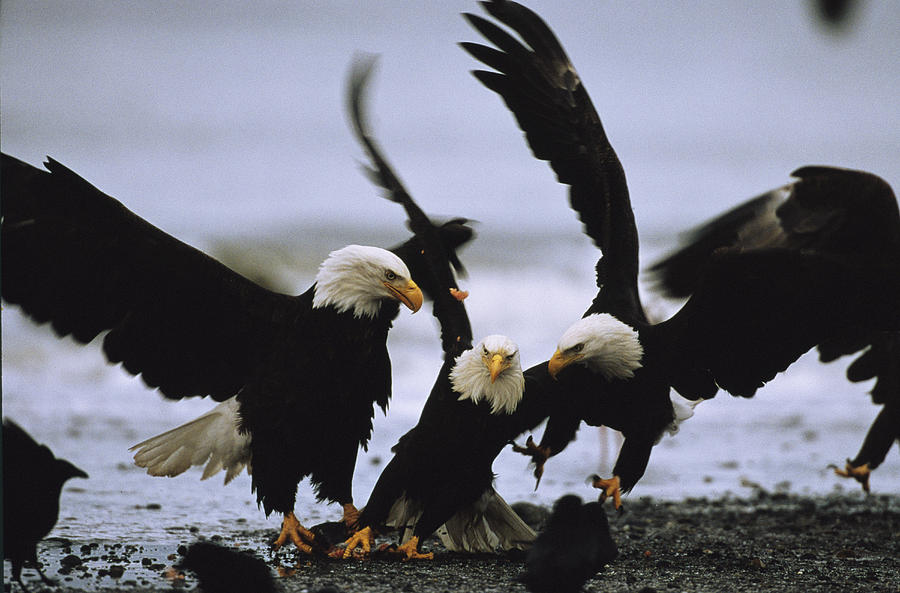 A Group Of American Bald Eagles Fight Photograph By Klaus Nigge