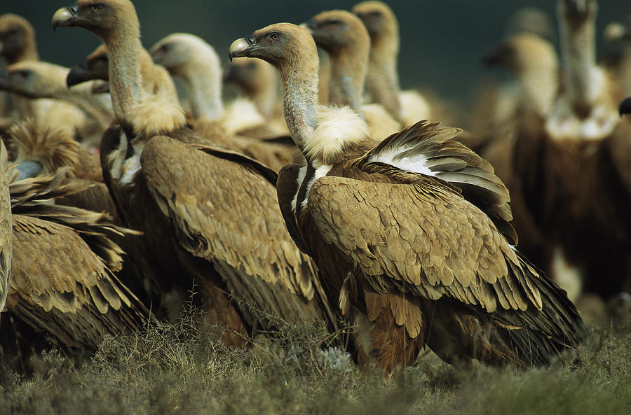 A Group Of Vultures Tatoo Writing Sex Video