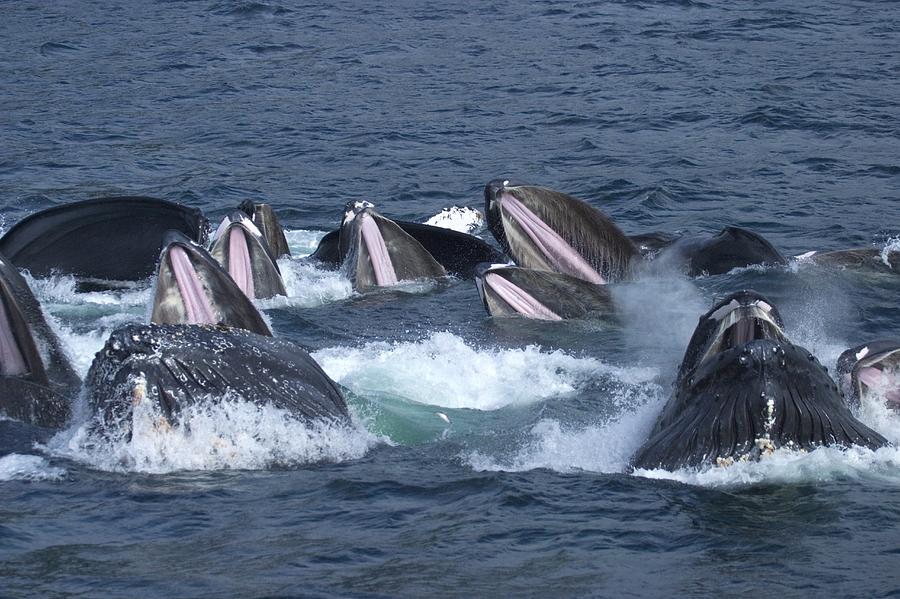 A Group Of Whales 62