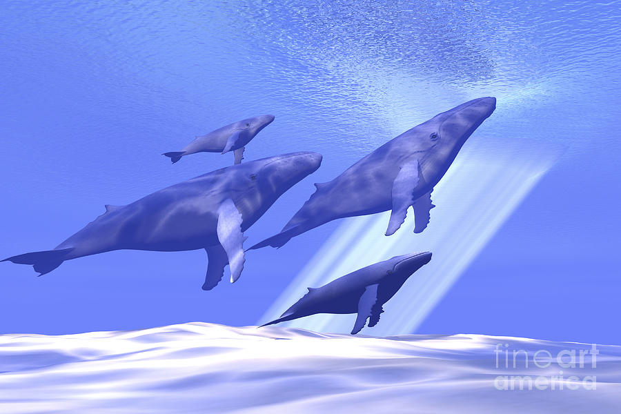 A Group Of Whales 4