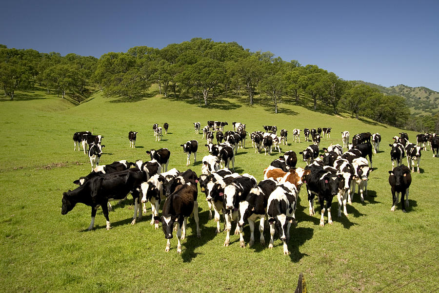 Herds Of Cows