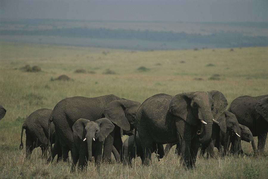 Loxodonta Africana