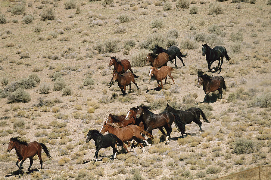 wild horse herds