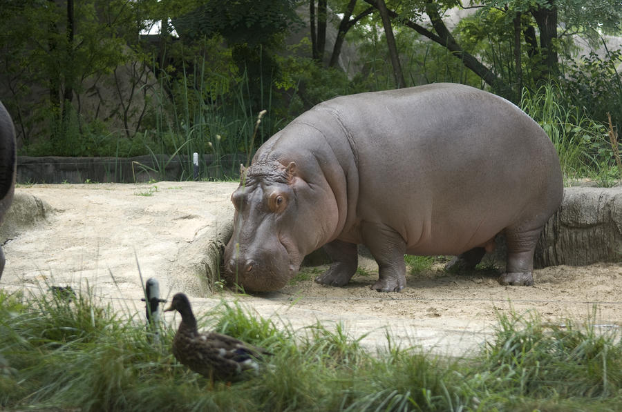 A Hippo At The Toledo Zoo Photograph By Joel Sartore