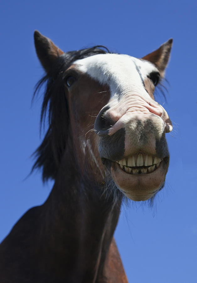 A Horse Smiling