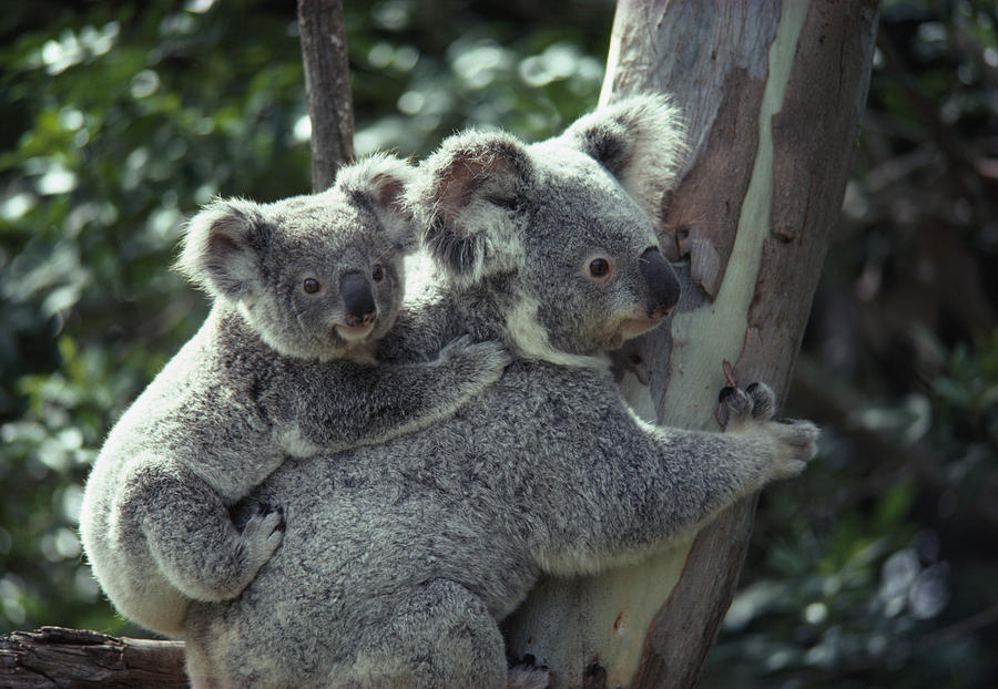 Bear Koala