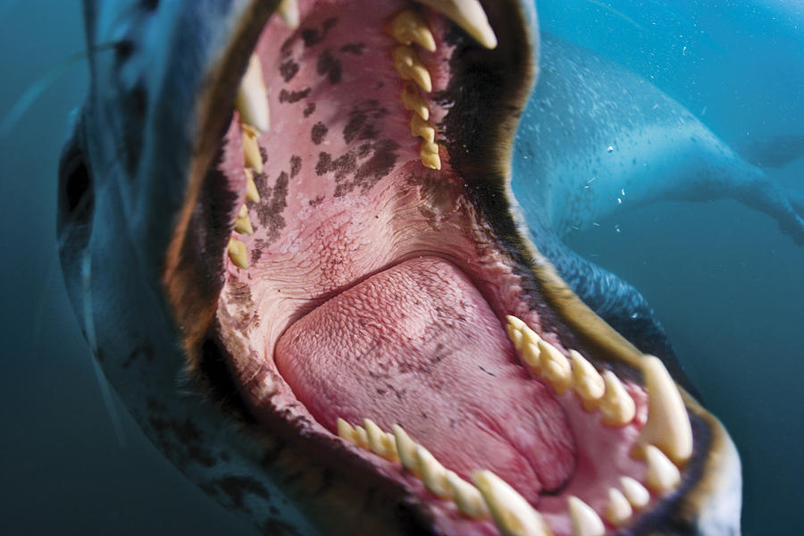 A Leopard Seal Bares Teeth In A Threat Photograph By Paul Nicklen 