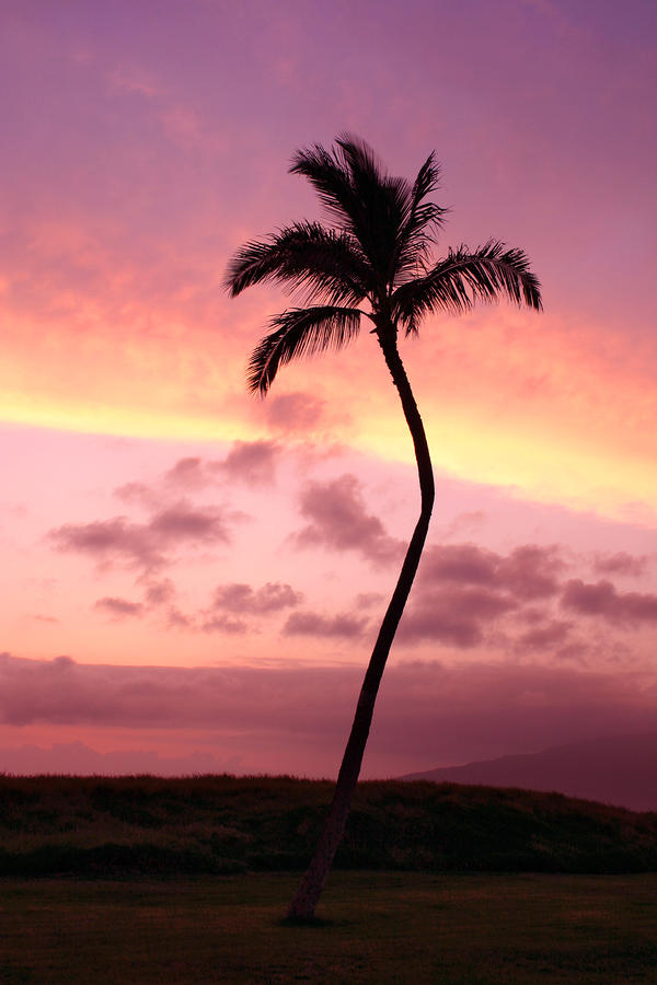 A Lone Coconut Palm Tree In Kihei Maui Hawaii At Sunset by Pierre