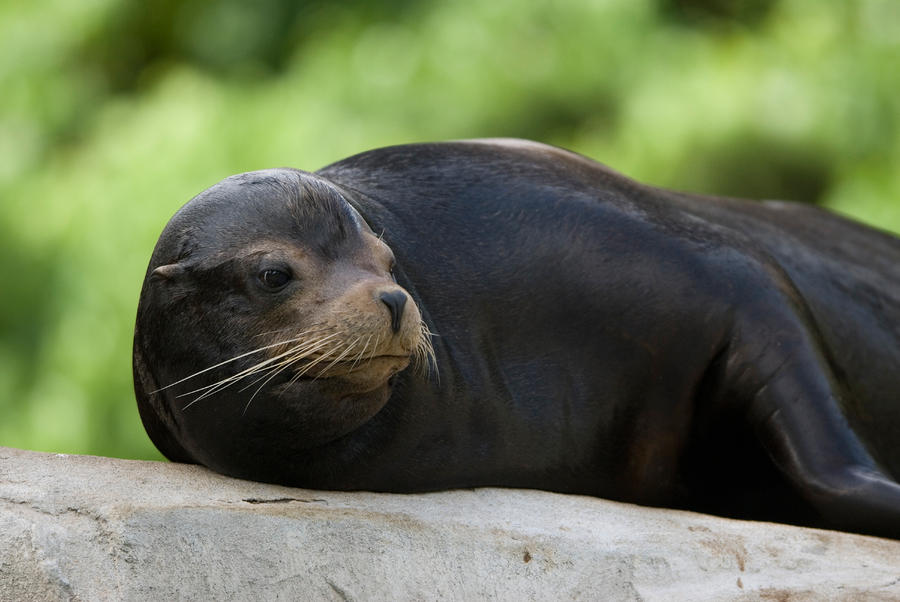 A Male California Sea Lion At The Omaha by Joel Sartore