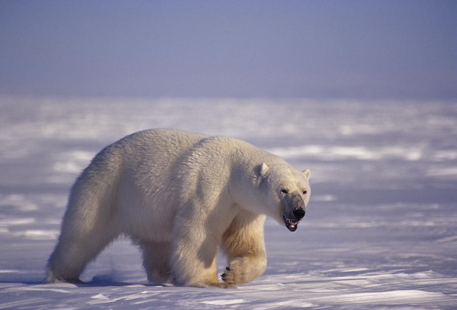 massive polar bear