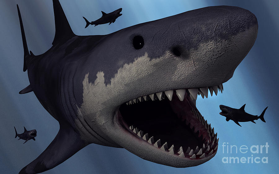 Megalodon Shark Photos