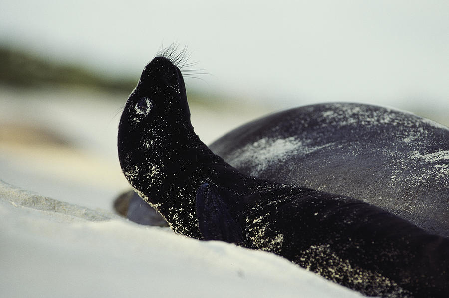 Seal Bird