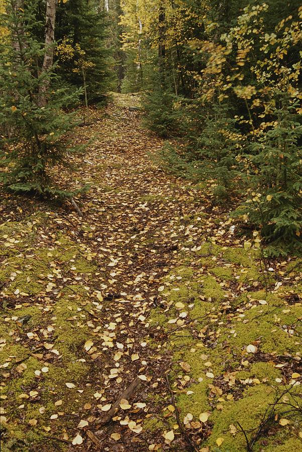 a moss covered path in a pine forest photograph by raymond gehman a moss covered path in a pine forest photograph by raymond gehman