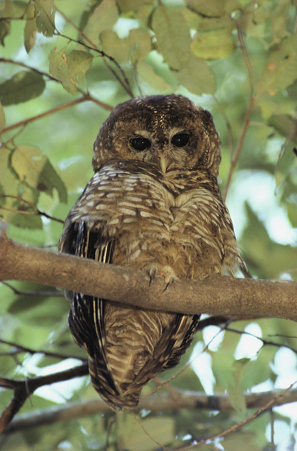 an overview of the northern spotted owl Northern spotted owl the northern spotted owl is one of three spotted owl subspecies found in north america northern spotted owl (strix occidentalis caurina. an overview of the northern spotted owl Northern spotted owl the northern spotted owl is one of three spotted owl subspecies found in north america northern spotted owl (strix occidentalis caurina.