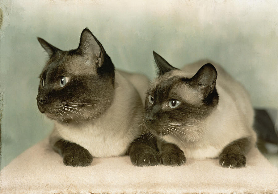 A Pair Of Siamese Cats Photograph by Willard Culver
