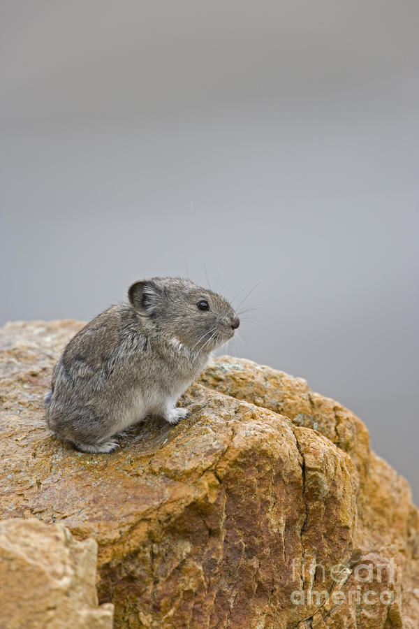 A Pika