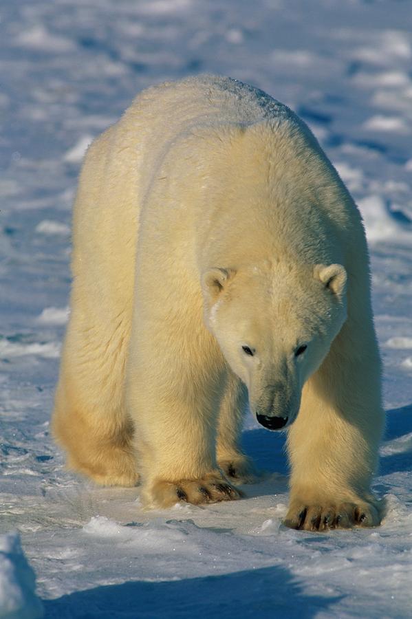 A Polar Bear Heads Across Sea Ice Photograph By Paul Nicklen